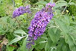 Buddleia - Foto: Ewald Thies