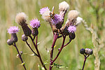 Ackerkratzdistel, Foto: Helge May